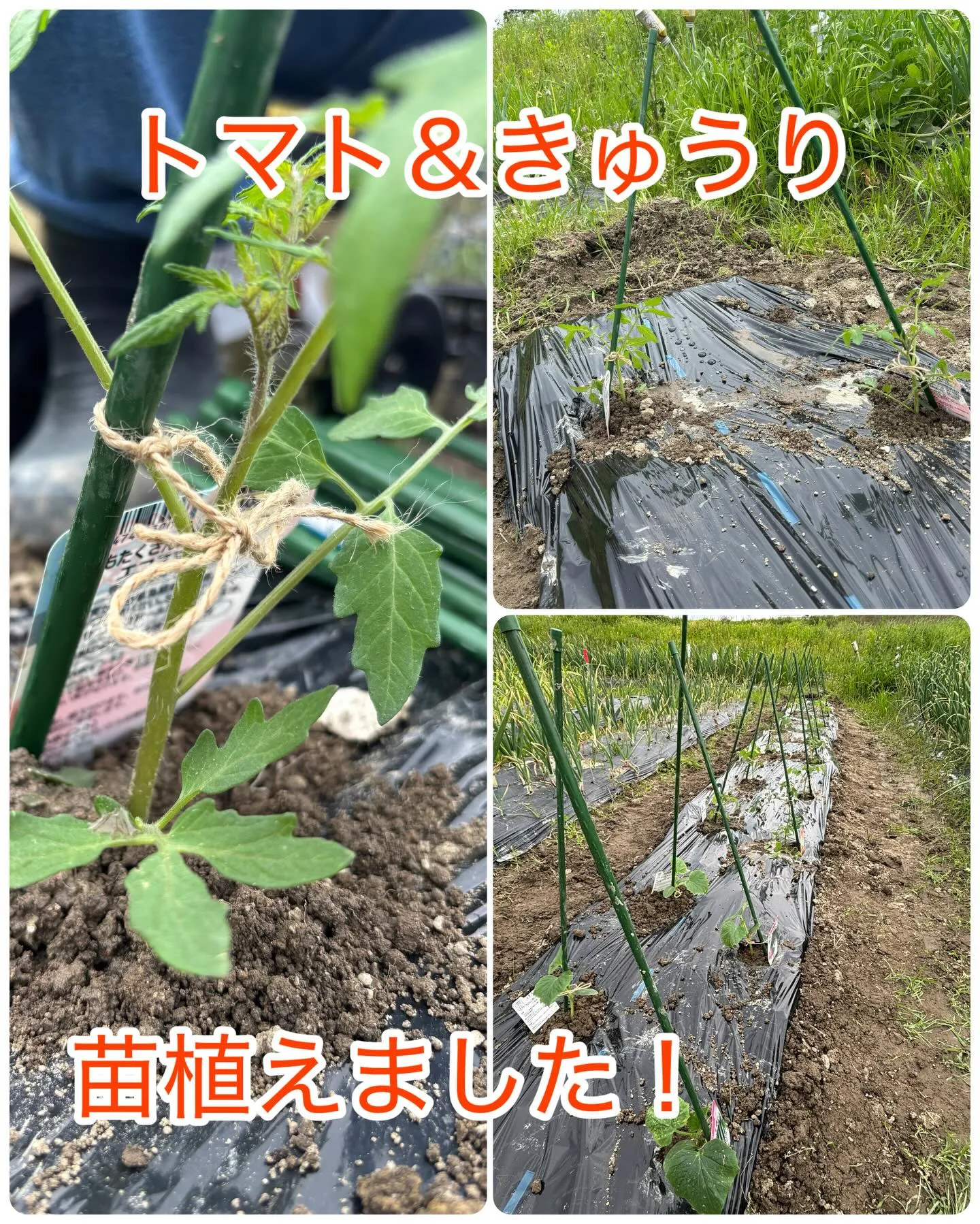夏野菜に向けて準備中‼️